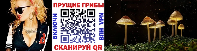 Купить где  Кузнецк  Псилоцибиновые грибы MAGIC MUSHROOMS 